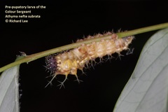 Athyma nefte subrata