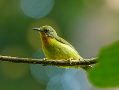 Chalcoparia singalensis