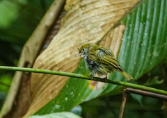 Erpornis zantholeuca