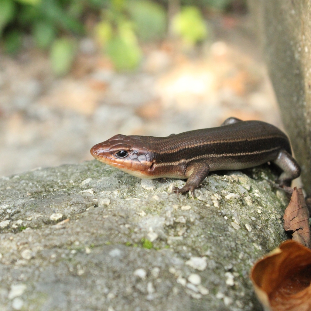 Broad-headed Skink from Columbia, SC 29210, USA on June 28, 2023 at 10: ...