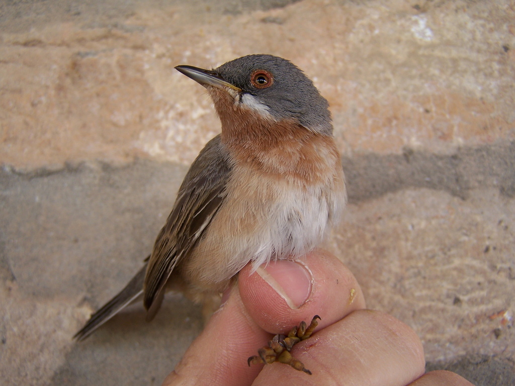 Italian Subalpine Warbler