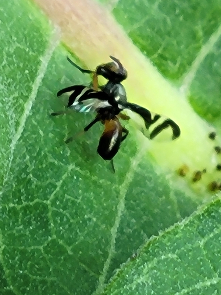 Rivellia coquilletti