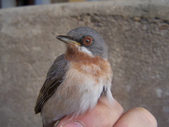 Curruca cantillans cantillans