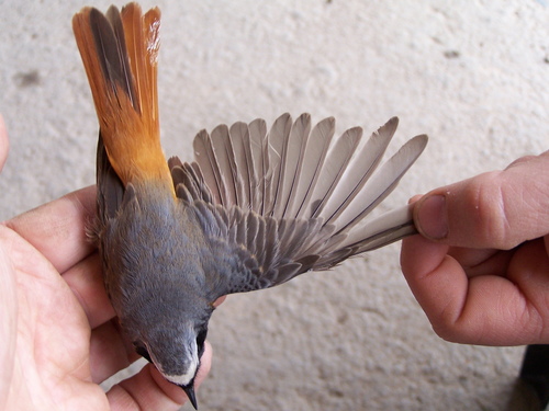 Phoenicurus phoenicurus