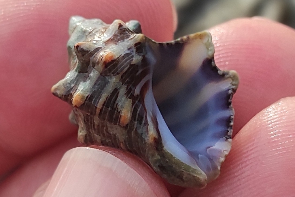 Open Ended Rocking Shell Deltoid Rock Shell from Punta de la Guardia, 57000, 57000, República ...