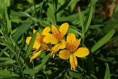 Alstroemeria aurea