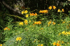 Alstroemeria aurea