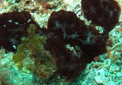 Eudistoma maculosum