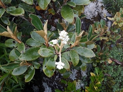 Brachyglottis elaeagnifolia