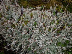 Stereocaulon colensoi