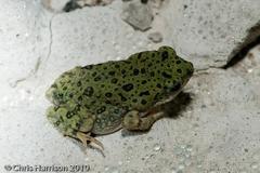 Anaxyrus debilis