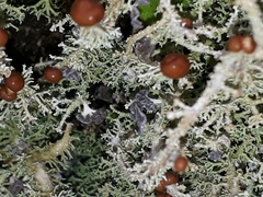 Stereocaulon colensoi