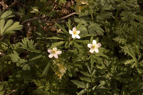 Anemonoides caerulea