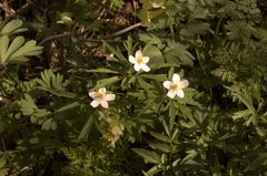 Anemonoides caerulea