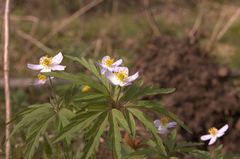 Anemonoides caerulea