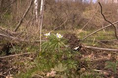 Anemonoides caerulea