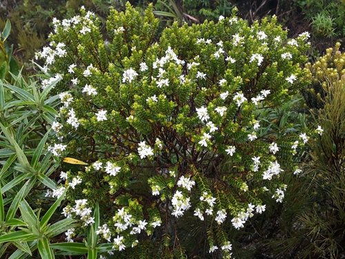 Veronica odora
