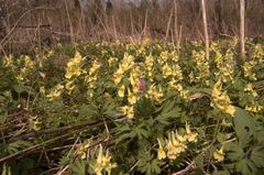 Corydalis bracteata