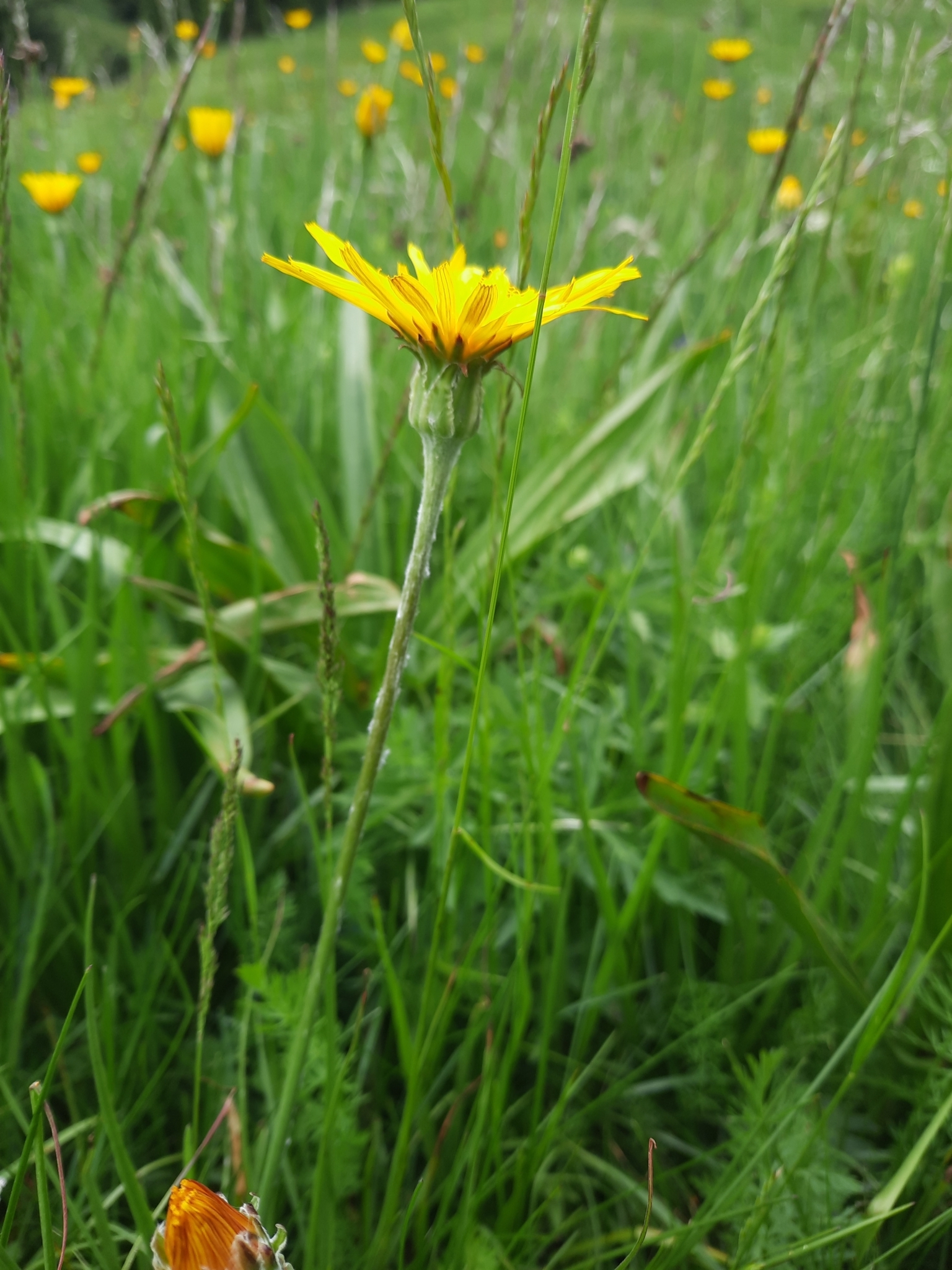 Bearded Vipergrass (Scorzonera aristata)