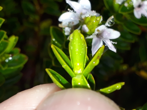 Veronica odora