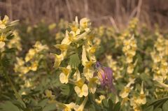 Corydalis bracteata