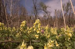 Corydalis bracteata