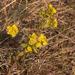 Euphorbia altaica - Photo (c) Павел Голяков, μερικά δικαιώματα διατηρούνται (CC BY-NC), uploaded by Павел Голяков