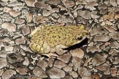 Anaxyrus debilis