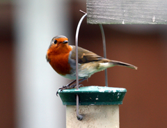 Erithacus rubecula