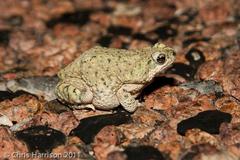Anaxyrus debilis
