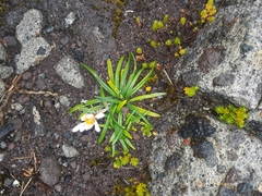 Celmisia major brevis