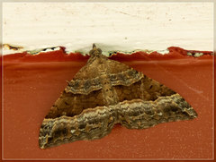 Hydriomena deltoidata