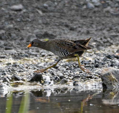 Polluela pintoja (Porzana porzana)