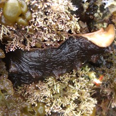 Cryptoconchus porosus