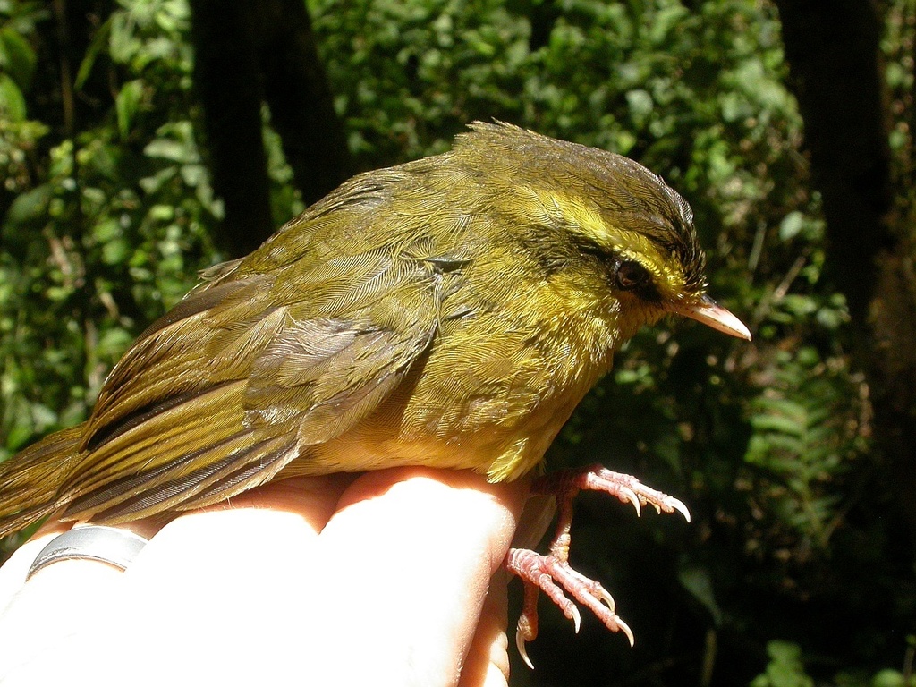 Madagascar Yellowbrow photo