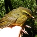 Yellow-browed Oxylabes - Photo (c) Nick Block, some rights reserved (CC BY), uploaded by Nick Block