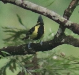 Himalayan Black-lored Tit