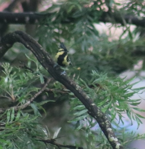 Himalayan Black-lored Tit
