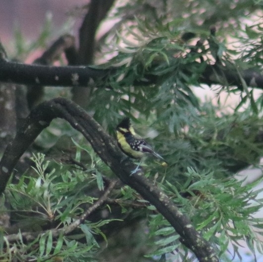Himalayan Black-lored Tit