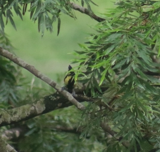 Himalayan Black-lored Tit