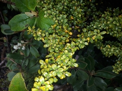 Coprosma pseudocuneata