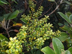Coprosma pseudocuneata