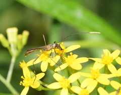 Enchoptera apicalis