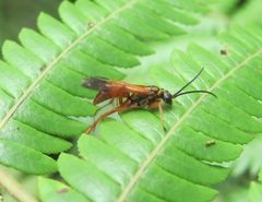 Sphictostethus fugax