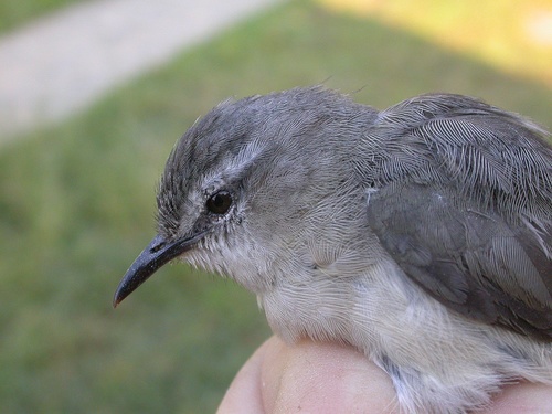 Rand's Warbler (Randia pseudozosterops), photo 3