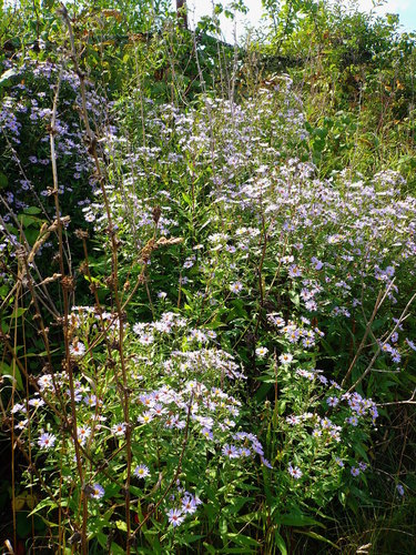 New York aster