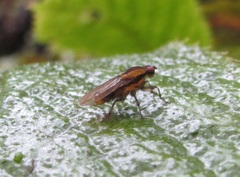 Allophylopsis