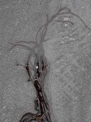 Myriogloea intestinalis
