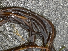 Myriogloea intestinalis