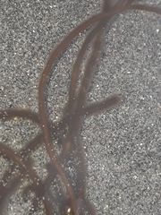 Myriogloea intestinalis